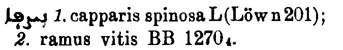 Brockelmann_1_443_050.png